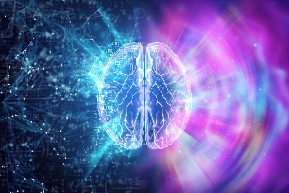 cerveau